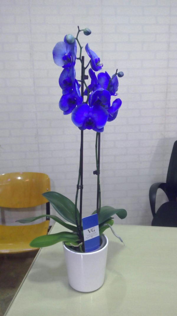 Orkide Çiçeği 14