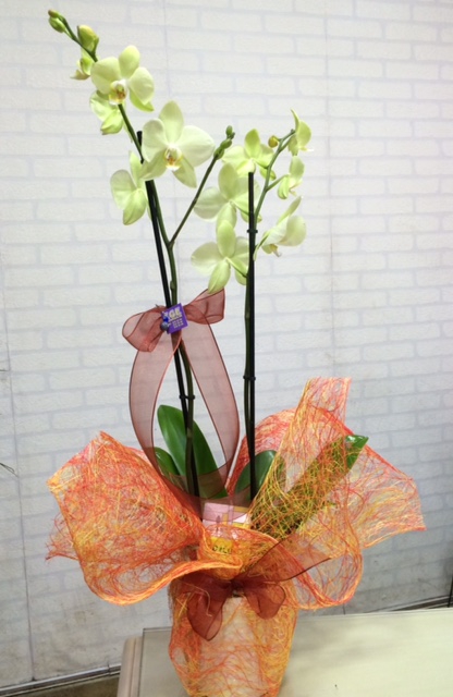 Orkide Çiçeği 06