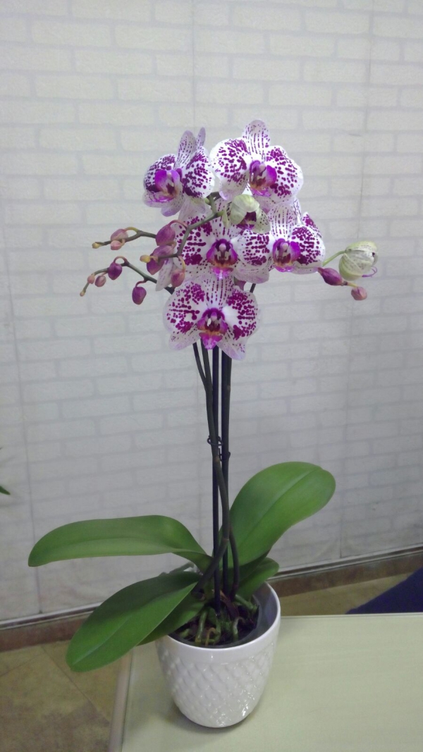 Orkide Çiçeği 12