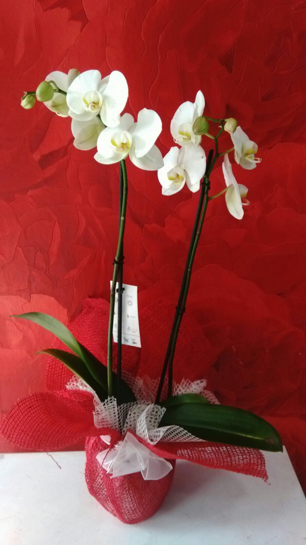 Orkide Çiçeği 24