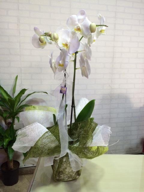 Orkide Çiçeği 13